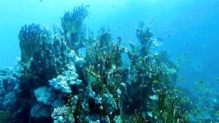 Egypt, Roots Camp, Pharaoh Dive Club, El Quseir, Diving, Red Sea