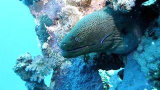 Egypt, Roots Camp, Pharaoh Dive Club, El Quseir, Diving, Red Sea