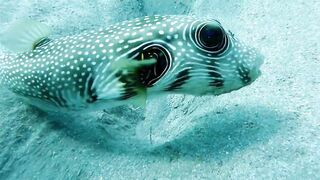 Egypt, Roots Camp, Pharaoh Dive Club, El Quseir, Diving, Red Sea