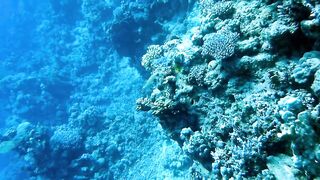Egypt, Roots Camp, Pharaoh Dive Club, El Quseir, Diving, Red Sea