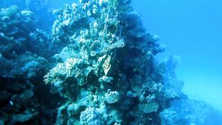 Egypt, Roots Camp, Pharaoh Dive Club, El Quseir, Diving, Red Sea
