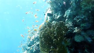 Egypt, Roots Camp, Pharaoh Dive Club, El Quseir, Diving, Red Sea