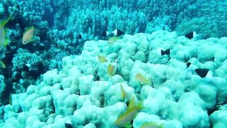 Egypt, Roots Camp, Pharaoh Dive Club, El Quseir, Diving, Red Sea