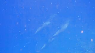 El Quseir Kilo10: риф близко — морская рыбалка на рассветной воде