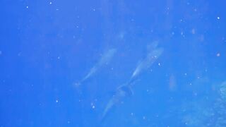 El Quseir Kilo10: риф близко — морская рыбалка на рассветной воде