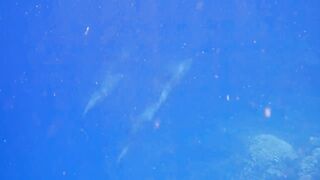 El Quseir Kilo10: риф близко — морская рыбалка на рассветной воде