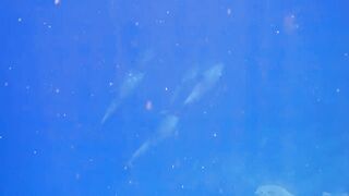 El Quseir Kilo10: риф близко — морская рыбалка на рассветной воде