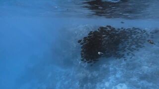 El Quseir, 09.2022 — рыбы у рифа и морская рыбалка на тихой воде