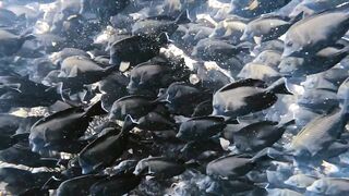 El Quseir, 09.2022 — рыбы у рифа и морская рыбалка на тихой воде