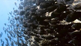 El Quseir, 09.2022 — рыбы у рифа и морская рыбалка на тихой воде