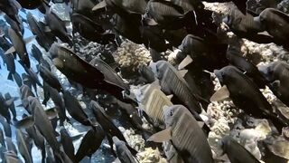 El Quseir, 09.2022 — рыбы у рифа и морская рыбалка на тихой воде