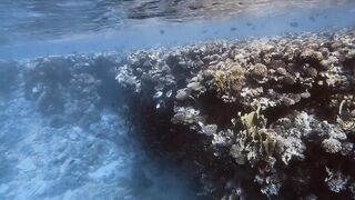 El Quseir, 09.2022 — рыбы у рифа и морская рыбалка на тихой воде