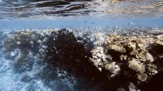 El Quseir, 09.2022 — рыбы у рифа и морская рыбалка на тихой воде