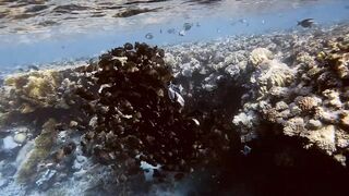 El Quseir, 09.2022 — рыбы у рифа и морская рыбалка на тихой воде