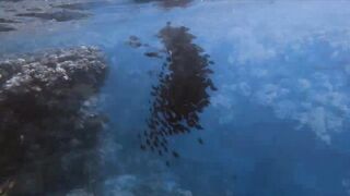 El Quseir, 09.2022 — рыбы у рифа и морская рыбалка на тихой воде