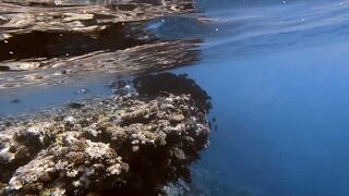 El Quseir, 09.2022 — рыбы у рифа и морская рыбалка на тихой воде