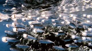 El Quseir, 09.2022 — рыбы у рифа и морская рыбалка на тихой воде