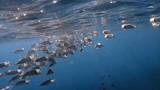 El Quseir, 09.2022 — рыбы у рифа и морская рыбалка на тихой воде