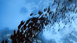 El Quseir, 09.2022 — рыбы у рифа и морская рыбалка на тихой воде