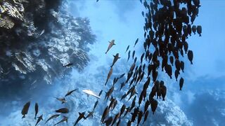 El Quseir, 09.2022 — рыбы у рифа и морская рыбалка на тихой воде