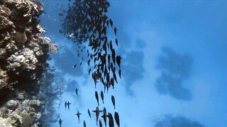 El Quseir, 09.2022 — рыбы у рифа и морская рыбалка на тихой воде