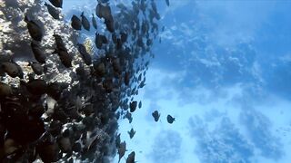 El Quseir, 09.2022 — рыбы у рифа и морская рыбалка на тихой воде