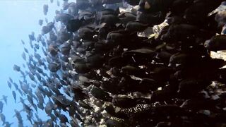 El Quseir, 09.2022 — рыбы у рифа и морская рыбалка на тихой воде