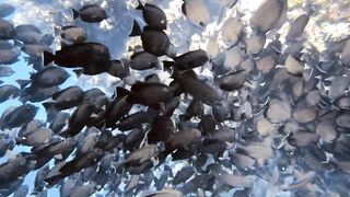 El Quseir, 09.2022 — рыбы у рифа и морская рыбалка на тихой воде