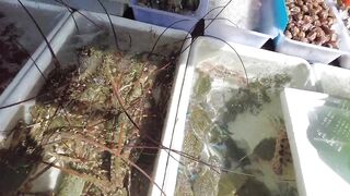 Rawai village после полудня: морская рыбалка на приливе у пирса