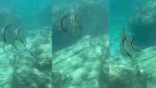 Kata Beach: платаксы у камней и где рыбалка безопасна для снорка