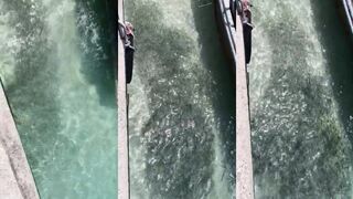 Kamala Beach Пхукет мальки у берега и когда к берегу подходит хищник