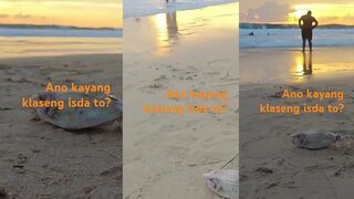 Surin Beach, Пхукет и странная рыба, что всплыла у берега