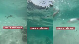 Ко Тао и акулы у кромки рифа стоит ли выходить на рыбалку после шторма?