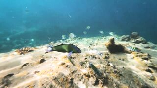 Ко Тао, цены и снорклинг, рыбалка на Сайри и как добраться