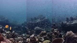 Koh Tao дайвинг у скал и как соседи по бухте относятся к рыбакам