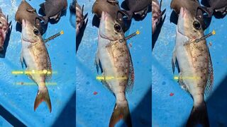 Нуса-Дуа на Бали, морская рыбалка у кромки рифа и по лайту на живца