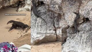 Бали метровые вараны у воды и как совместить прогулку и рыбалка