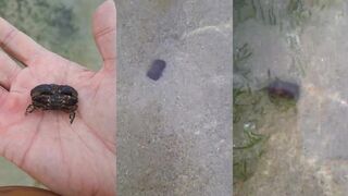 Нуса-Дуа, Бали: поймал краба и рыбалка рядом с камнями на отливе