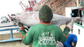 Benoa Harbour Бали туна на причале кто как ловит и когда идёт ход