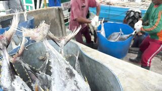 Benoa Harbour Бали туна на причале кто как ловит и когда идёт ход