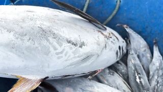 Benoa Harbour Бали туна на причале кто как ловит и когда идёт ход