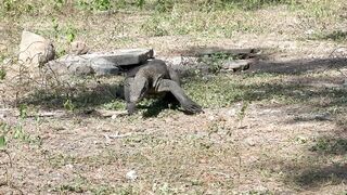 Комодо и Labuan Bajo где посмотреть и где рыбалка возле рифов