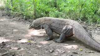 Комодо и Labuan Bajo где посмотреть и где рыбалка возле рифов
