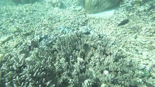 Комодо и Labuan Bajo где посмотреть и где рыбалка возле рифов