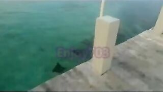 Манта и подводная охота у Labuan Bajo: где рыбалка безопасна