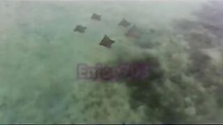 Манта и подводная охота у Labuan Bajo: где рыбалка безопасна