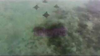 Манта и подводная охота у Labuan Bajo: где рыбалка безопасна