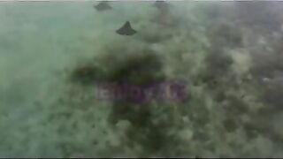 Манта и подводная охота у Labuan Bajo: где рыбалка безопасна