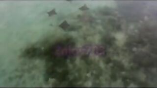 Манта и подводная охота у Labuan Bajo: где рыбалка безопасна