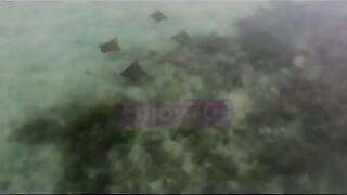 Манта и подводная охота у Labuan Bajo: где рыбалка безопасна